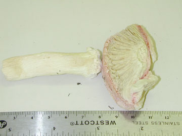 Picture of Russula lepida