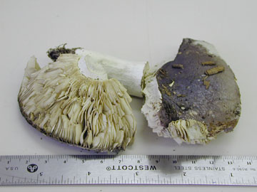 Picture of Russula lepida