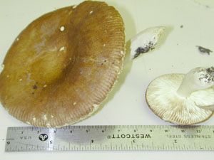 Picture of Russula emetica