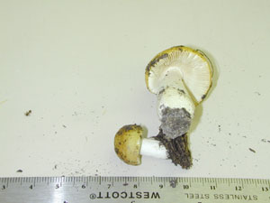 Picture of Russula decolorans