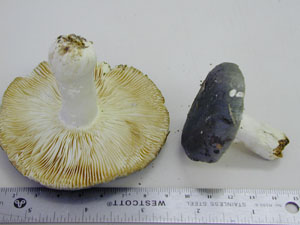 Picture of Russula aeruginea