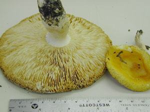 Picture of Russula foetens