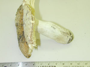 Picture of Russula simulans