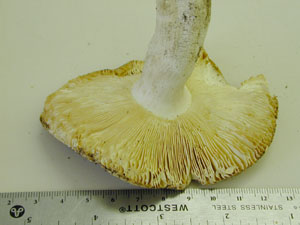 Picture of Russula simulans