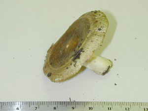 Picture of Russula modesta