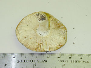 Picture of Russula modesta