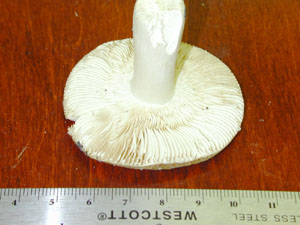 Picture of Russula olivacea