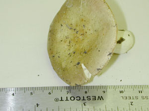 Picture of Russula olivacea