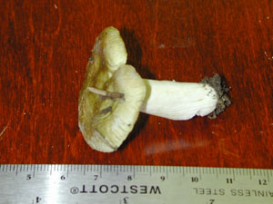 Picture of Russula variata