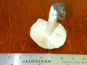 Picture of Russula variata