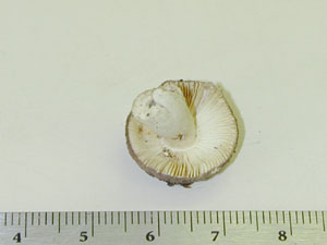 Picture of Russula krombholtzii