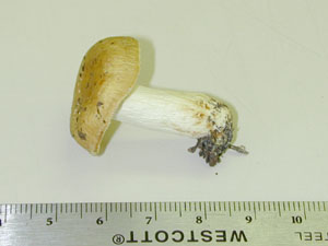 Picture of Russula granulata