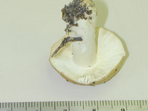 Picture of Russula granulata