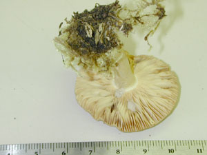 Picture of Russula pectinatoides
