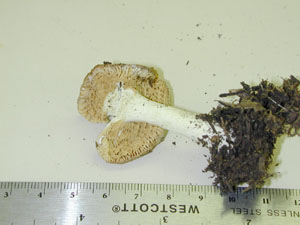 Picture of Russula turci