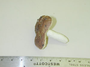 Picture of Russula decolorans