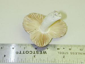 Picture of Russula decolorans