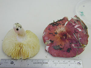 Picture of Russula rosaceae