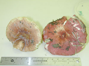 Picture of Russula rosaceae