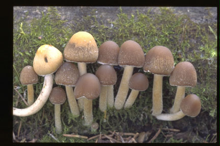 Picture of Psathyrella hydrophila