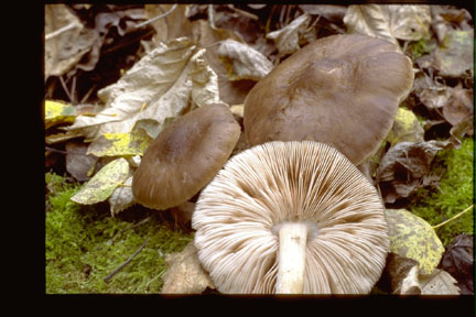 Picture  of Pluteus cervinus