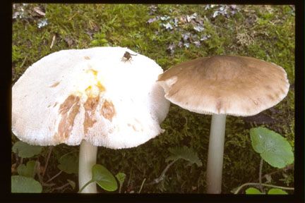 Picture of Pluteus tomentosulus