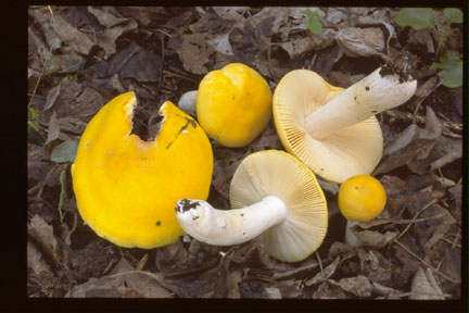 Picture of Russula chamaeleontina