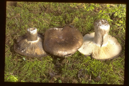 Picture of Russula densifolia