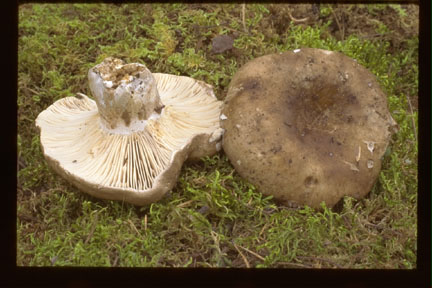 Picture of Russula nigricans