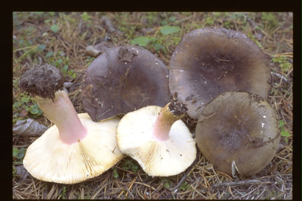 Picture of Russula xerampelina