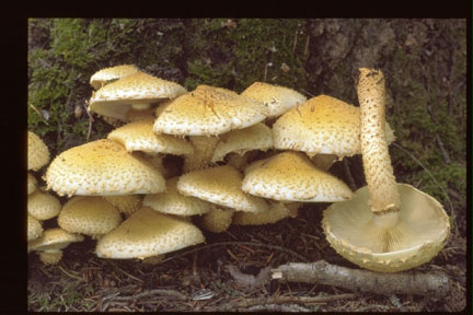 Picture of Pholiota squarrosa