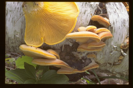 Picture of Phyllotopsid nidulans