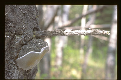 Picture of Phellinus tremulae