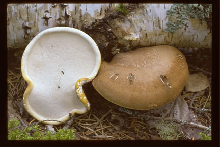 Picture of Piptoporus betulinas