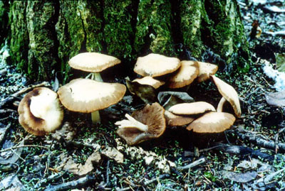 Picture of Psathyrella spadicea