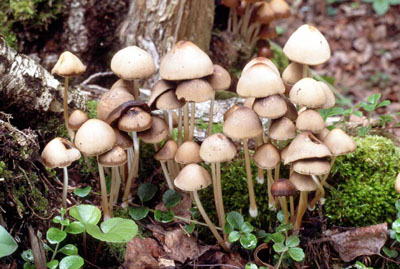 Picture of Psathyrella spadicea