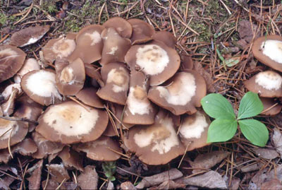 Picture of Psathyrella spadicea