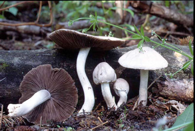 Picture of Psathyrella uliginicola