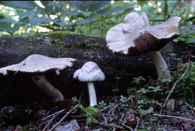 Picture of Psathyrella uliginicola