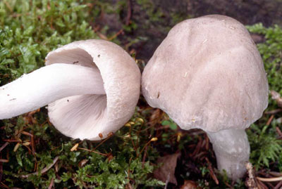 Picture of Psathyrella uliginicola