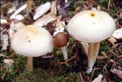 Picture of Psathyrella candolleana