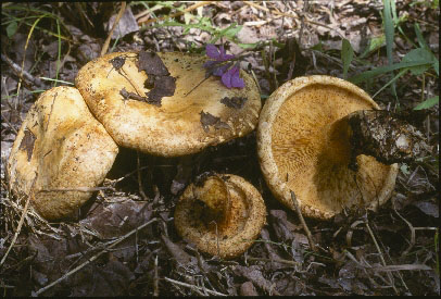 Picture of Paxillus vernalis