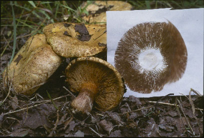 Picture of Paxillus vernalis