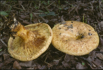 Picture of Paxillus involutus