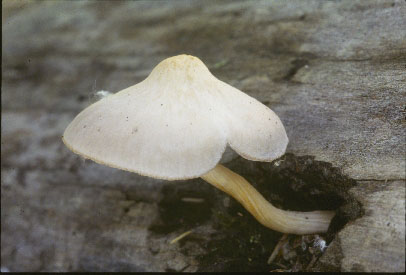 Picture of Pluteus cervinus