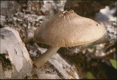 picture of Pleuteus cervinus