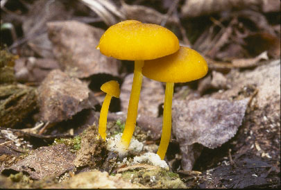 Picture of Pluteus admirabilis