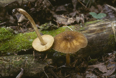 Picture of Pluteus patricius