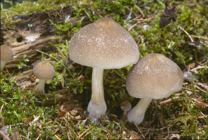 Picture of Pluteus semibulbosus