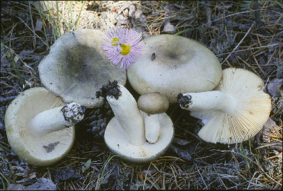 Picture of Russula aeruginea